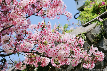 砲火過後，花開山城--陽明山湖山祕境賞櫻