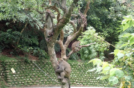 115年臺灣獼猴保育宣導講座--猢猻物語